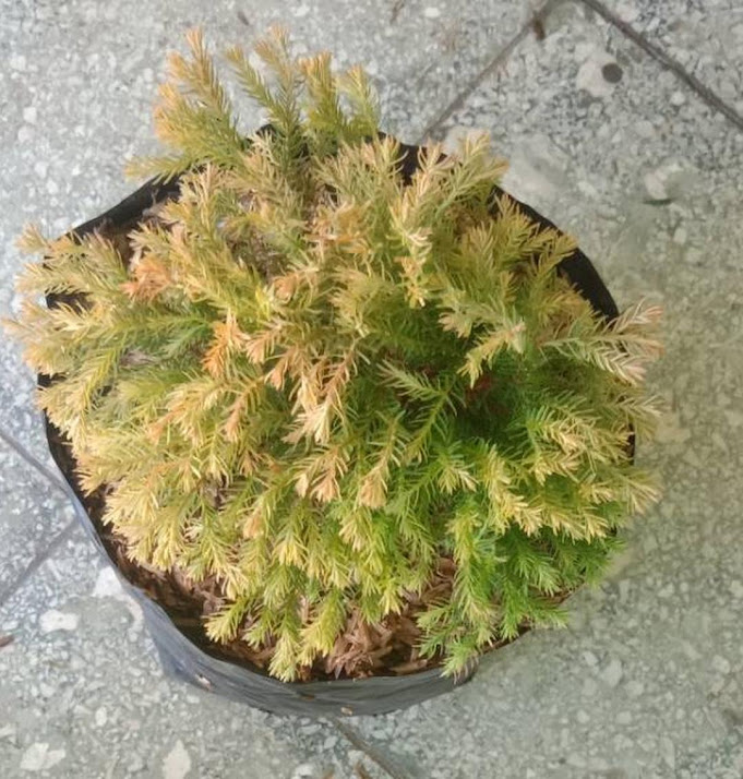 Cemara Rengold cemara emas Lubuklinggau